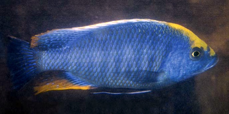 Protomelas spilonotus 'Luwala Reef'